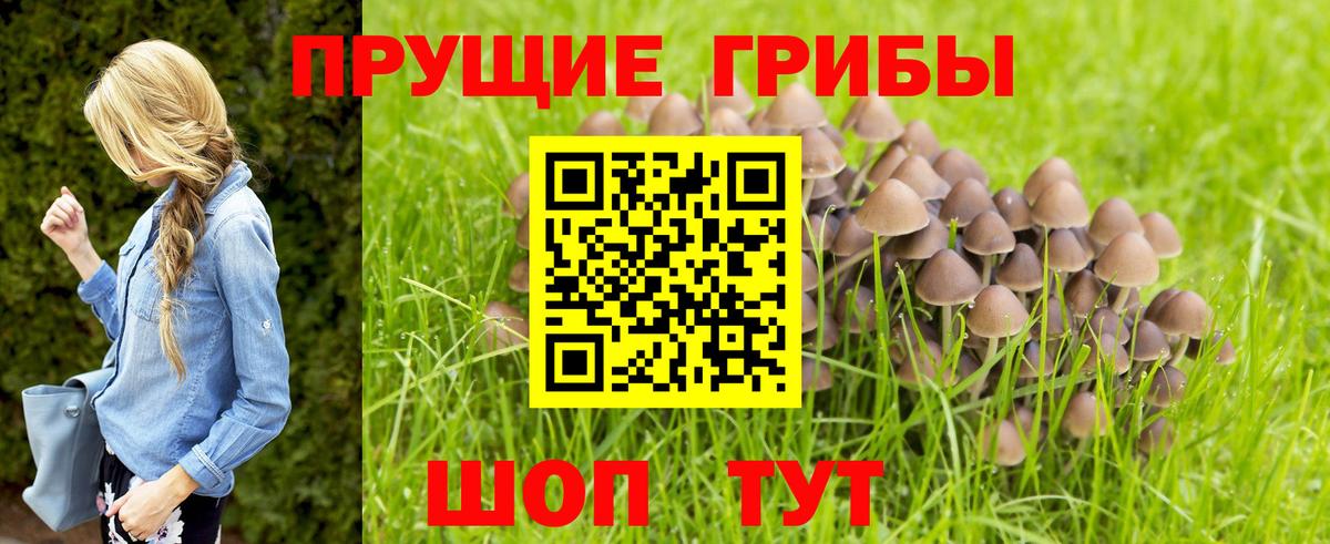Всеволожск  Псилоцибиновые грибы прущие грибы  Вход с VPN 